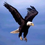 bird-eagle