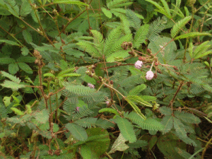 pohon semalu