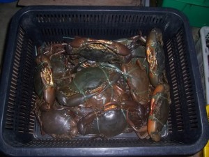 ketam